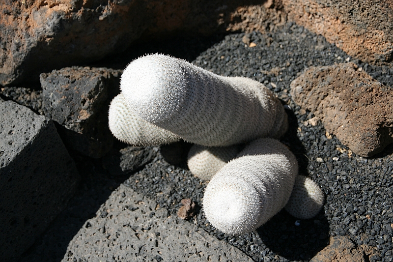 Kanary_2010 243